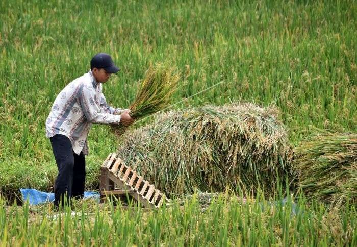 Seorang petani sedang memanen padi di sawah. (Foto: Istimewa)