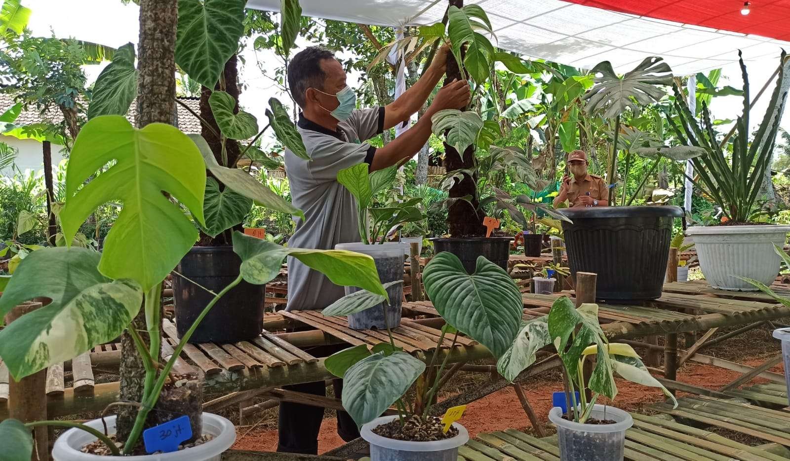 Berbagai tanaman hias hasil budidaya Petara yang sudah menembus pasar Singapura (Foto: Muh Hujaini/Ngopibareng.id)