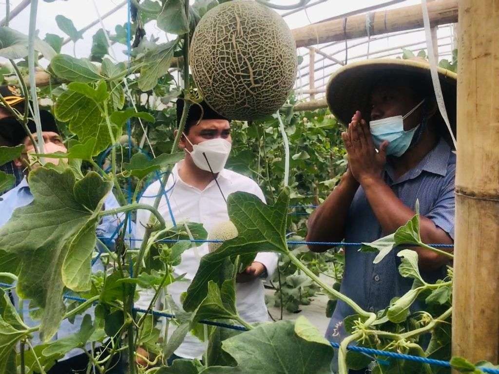 Petani Melon di Mojokerto menunjukkan hasil panen dengan sistem green house kepada Wakil Bupati Mojokerto Muhammad Al Barra atau akrab disapa Gus Barra. (Foto: Deni Lukmantara/Ngopibareng.id)
