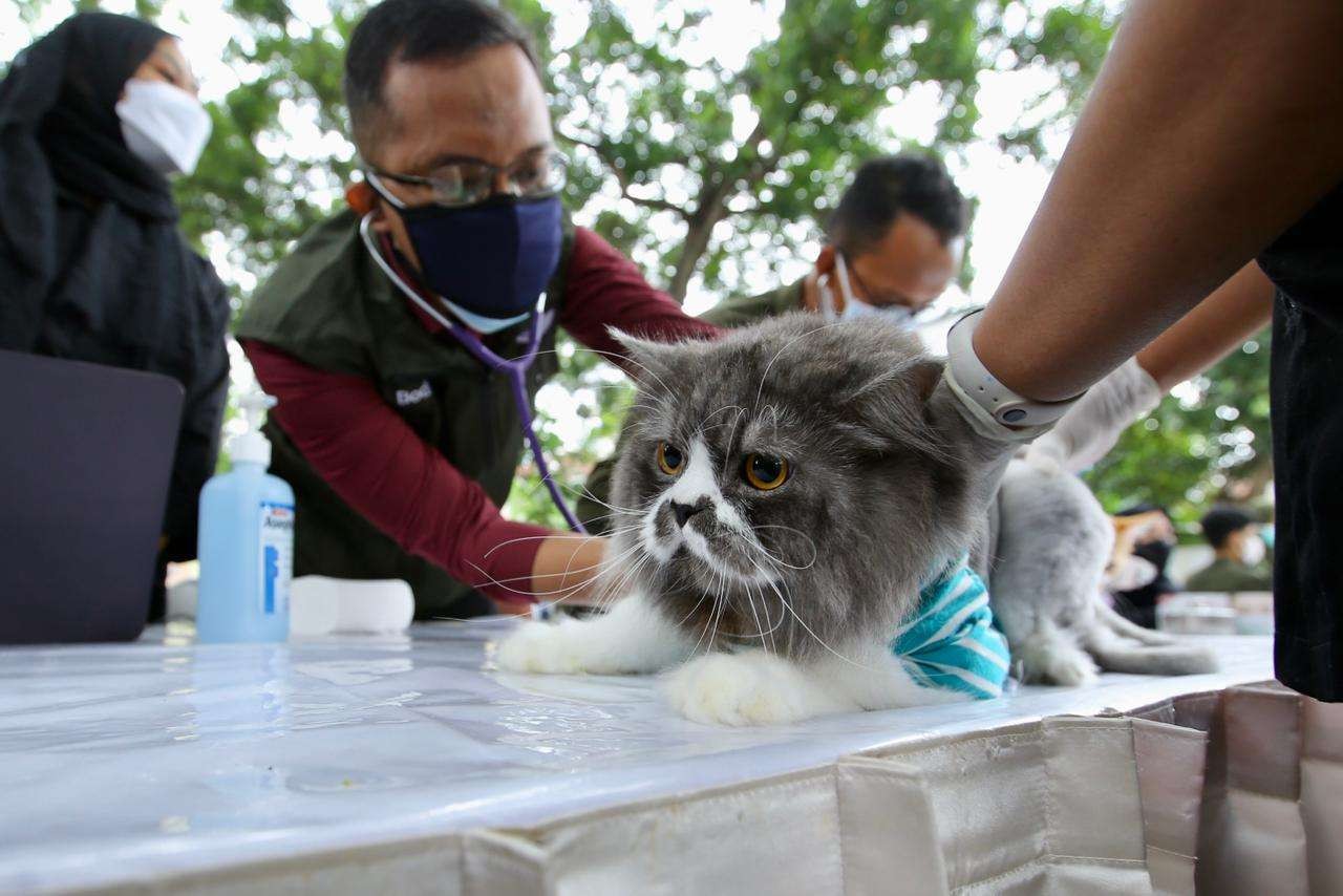Seekor kucing sedang diperiksa kondisinya sebelum mendapatkan vaksinasi rabies yang diselenggarakn Pemkab Banyuwangi. (Foto: Istimewa)