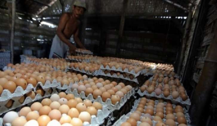 Ilustrasi - Pekerja menata telur yang baru selesai dipanen disalah satu sentra peternakan ayam petelur di Blitar, Jawa Timur. (Foto: Antara/Irfan Anshori)