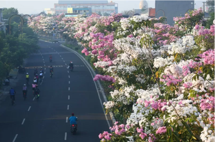 Tanaman Tabebuya bermekaran dengan bunganya yang berwarni-warni di jalan protokol di Kota Surabaya, Jumat 1 Oktober 2021. (Foto: Humas Pemkot Surabaya)