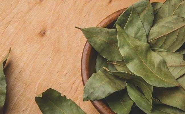 Ilustrasi daun salam yang bisa dimanfaatkan bagi kesehatan tubuh, selain untuk bumbu masakan. (Foto: Istimewa)