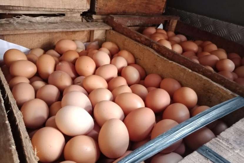 Ilustrasi telur ayam. (Foto: Republika/Imas Damayan)