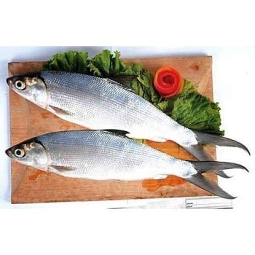 Ilustrasi ikan bandeng, kaya nutrisi baik bagi kesehatan tubuh. (Foto: Istimewa)