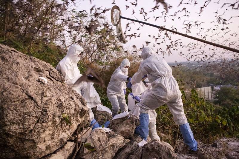 Petugas kesehatan dalam melakukan tugasnya di masa pandemi Covid-19. (Foto:Nature)