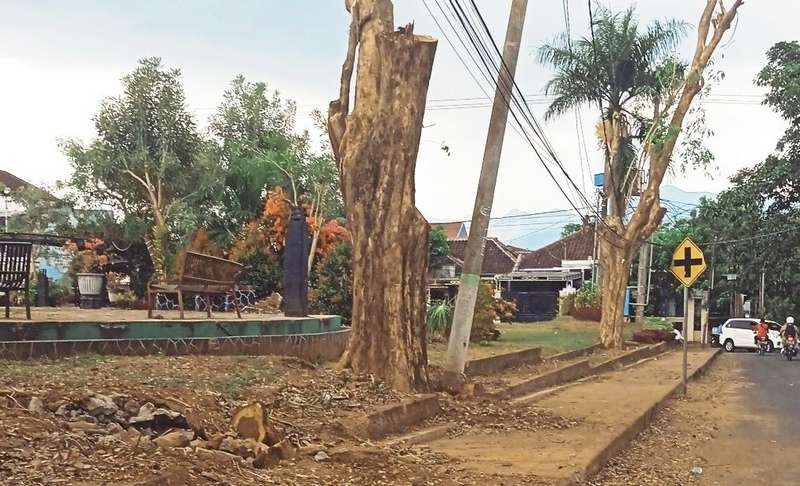 Tiga pohon sonokeling ukuran besar di Taman Magenda oleh Dinas PUPR sangat disesalkan warga Bondowoso, karena merusak keindahan dan kesegaran lingkungan. (Foto: Guido Saphan/Ngopibareng.id)