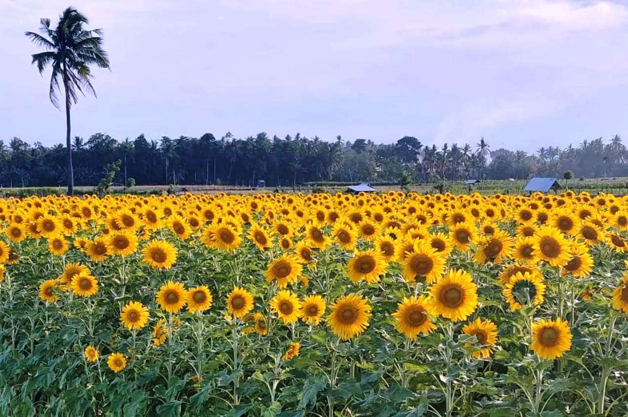 Hamparan bunga matahari di Desa Sumberkencono, Kecamatan Wongsorejo, Banyuwangi menjadi daya tarik sendiri bagi masyarakat untuk berfoto bersama dan berswafoto. (Foto: Istimewa)