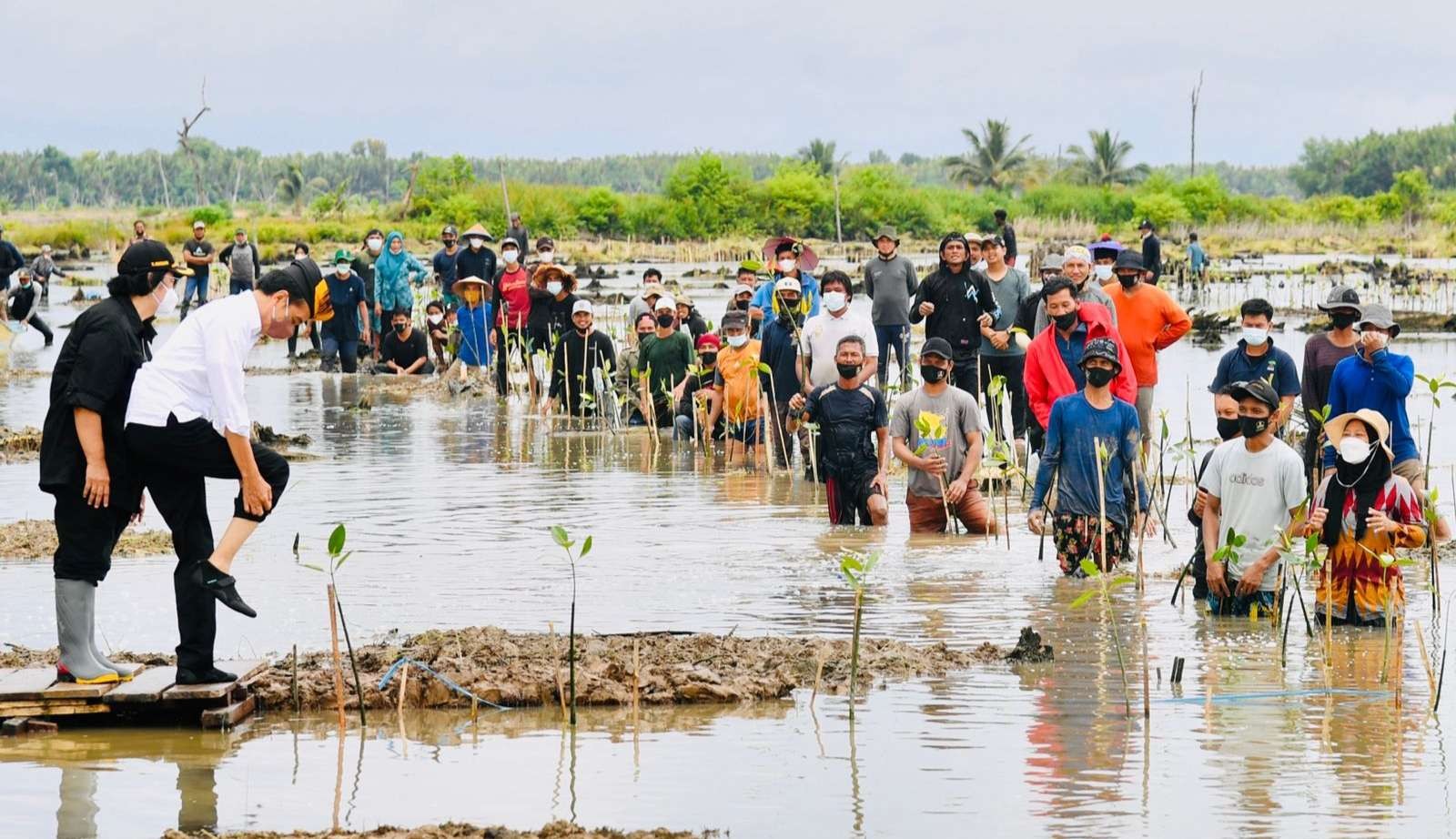 Presiden bersama beberapa duta besar dan masyarakat menanam mangrove di Tana Tidung. (Foto: Setwapres)
