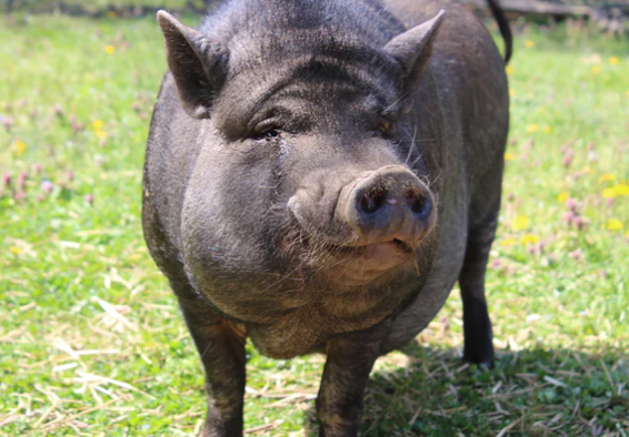 Ilmuwan dari NYU Langonem New York membuat terobosan baru. Mereka mencoba memasang ginjal babi pada manusia. (Foto: Unsplash)