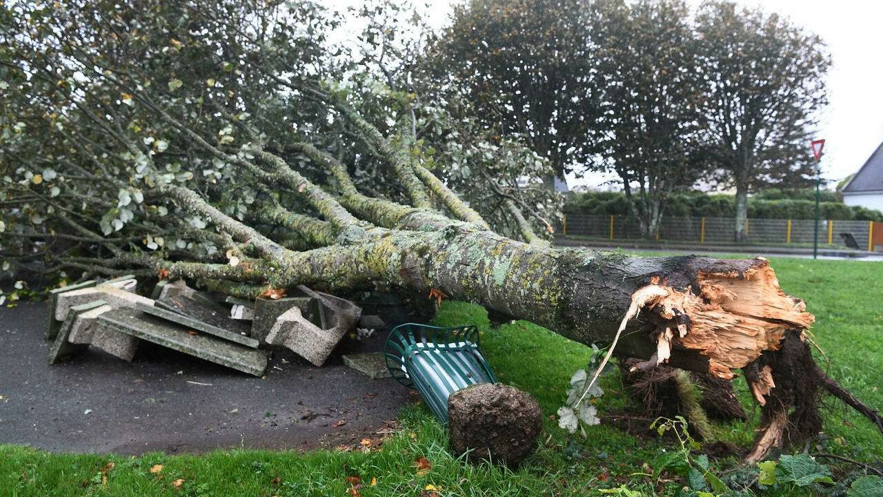 Pohon-pohon pung tumbang diterjang bada Aurora di Perancis dan negara Eropa Barat lainnya. (Foto: France 24)
