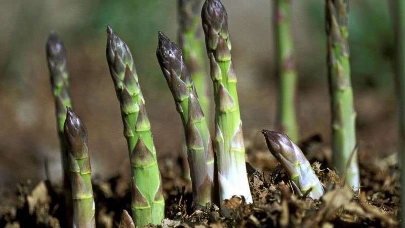 Sayuran asparagus tinggi antioksidan yang bermanfaat baik bagi kesehatan tubuh. (Foto: Istimewa)