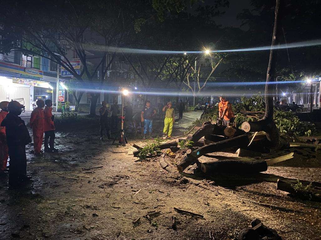 Proses evakuasi pohon tumbang akibat hujan deras disertai angin kencang di salah satu titik Kota Malang (Foto: istimewa)