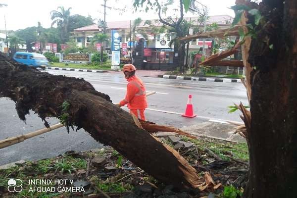 Badan Penanggulangan Bencana Daerah (BPBD) Kota Malang, menyebutkan, beberapa pohon yang tumbang juga mengenai kabel dan memutus saluran listrik. (Foto: BNPB)