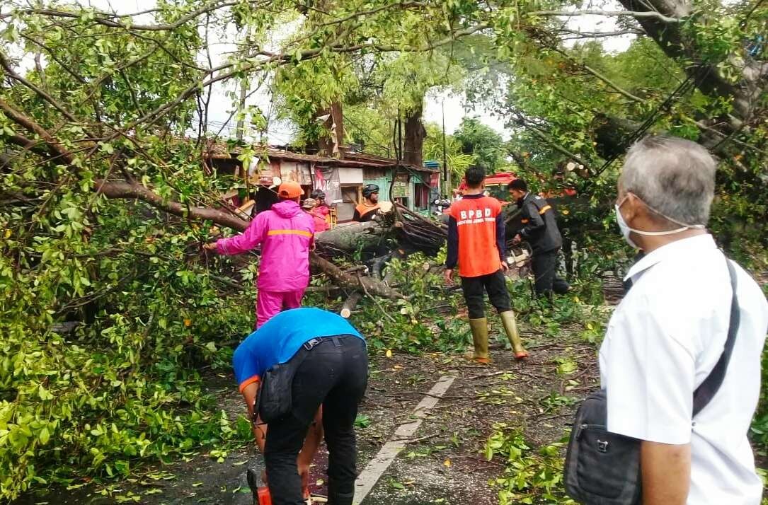 Petugas BPBD Bondowoso, Koramil, Polsek, dan warga gotong royong memotong pohon besar tumbang menutup jalan raya. (Foto: Istimewa).