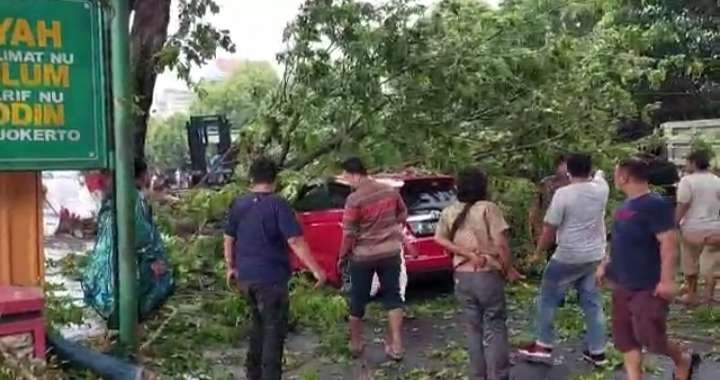 Sebuah mobil tertimpa pohon di Kecamatan Sooko, Mojokerto.(Foto istimewa)