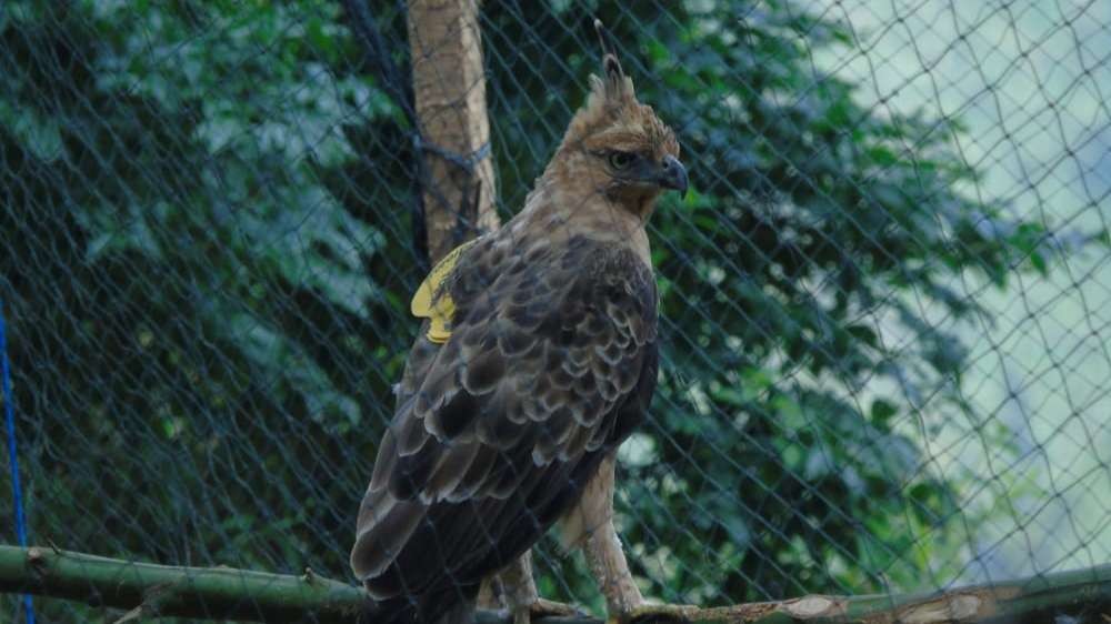 Seekor Elang Jawa saat akan dilepasliarkan di kawasan konservasi Taman Nasional Bromo-Tengger Semeru (Foto: istimewa)