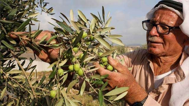 Abdul Hamed Swity, petani Palestina menunjukkan buah zaitun yang siap dipanen sebelum tanaman-tanaman miliknya dirusak para pemukim Israel, di Tepi Barat, Israel. (Foto:AFP/Daily Sabah)