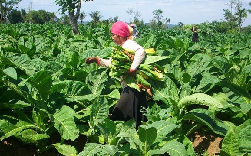 Hujan yang akhir-akhir ini mengguyur Bondowoso bikin pusing petani tembakau, karena berdampak pada mutu dan harga jual tembakau.(foto: Guido/ngopibareng.id)