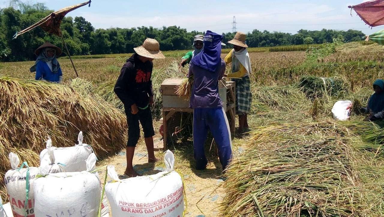 Sejumlah petani di Kabupaten Probolinggo sedang memanen padi di sawah. (Foto: Ikhsan Mahmudi/Ngopibareng.id)