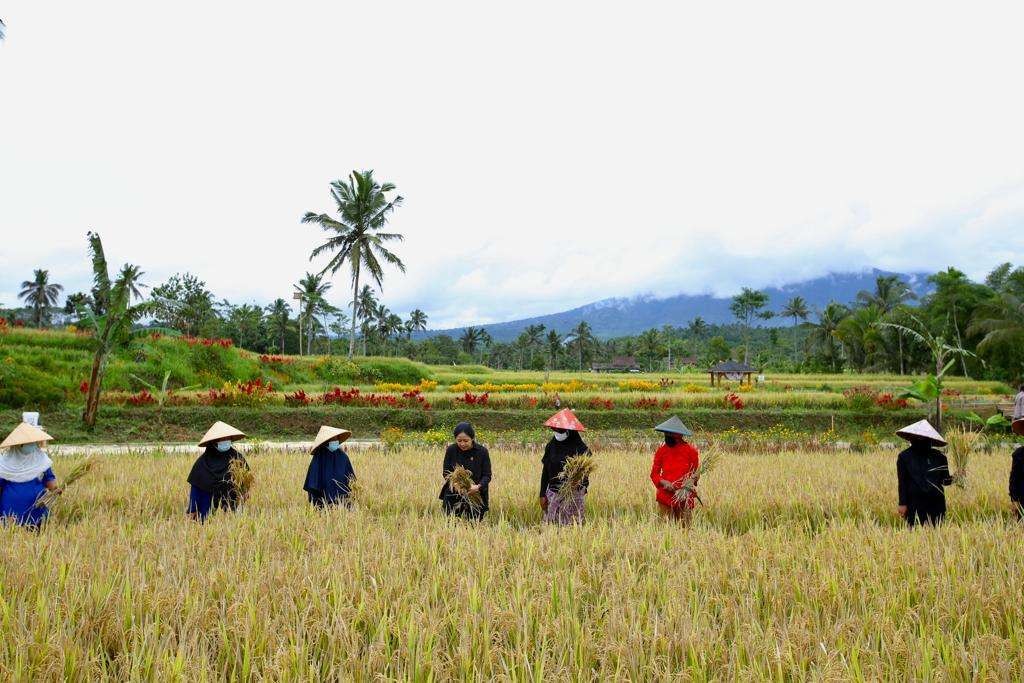 Ketua DPR RI Puan Maharani melalukan panen padi bersama Bupati Banyuwangi dan petani Desa Rembang (Foto: Istimewa)