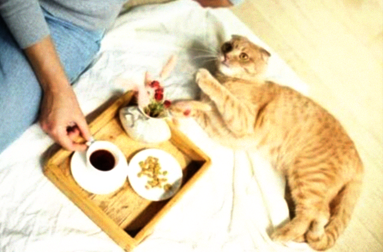 Kucing dan kopi. (Ilustrasi)