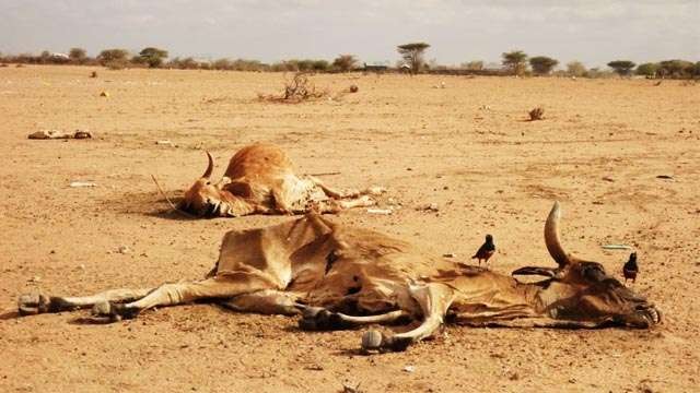 Bangkai hewan ternak berjajar di wilayah Kenya utara, akibat kekeringan yang saat ini sedang terjadi. Kekeringan saat ini belum pernah  terjadi sebelumnya. (Foto: Al jazeera)