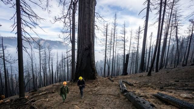 Pohon Sequoia raksasa yang terbakar di California, Amerika Serikat. (Foto: AP)