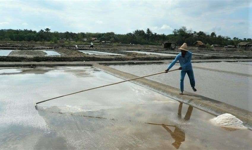 Petani garam di Kabupaten Probolinggo sedang mengolah tambak garamnya. (Foto: Ikhsan Mahmudi/Ngopibareng.id)