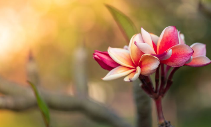 Ilustrasi indahnya bunga kamboja yang memiliki beberapa jenis dan manfaat bagi kesehatan. (Foto: Istimewa)