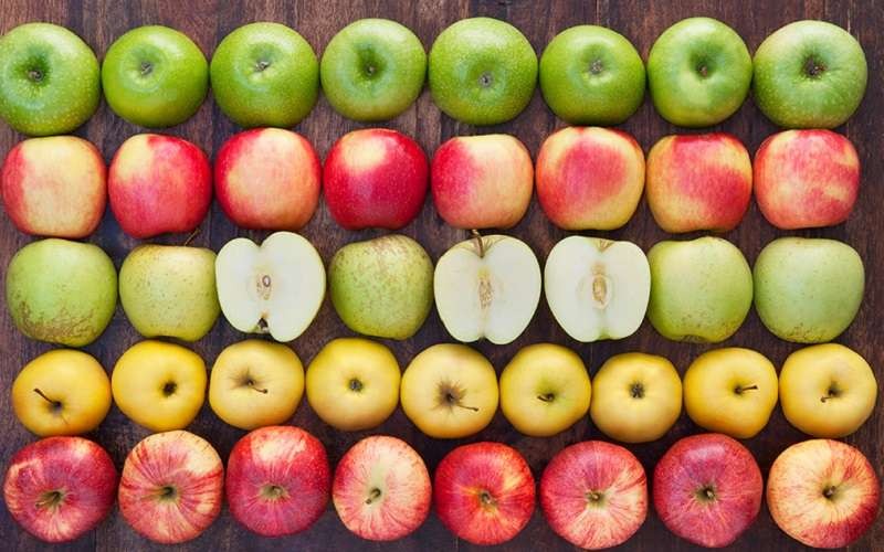 Ilustrasi macam jenis apel yang berwarna-warni. (Foto: Istimewa)
