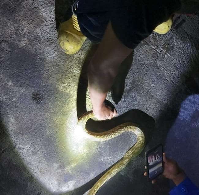 Petugas Damkan menangkap dan mengevakuasi ular kobra sepanjang 1 meter yang masuk ke rumah warga (Foto:Istimewa)