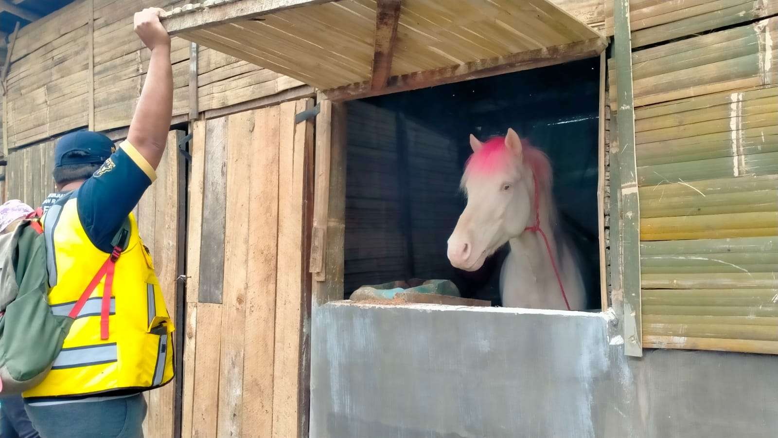 Kandang kuda di Cemorolawang, Kabupaten Probolinggo juga mendapat pembenahan program Sarhunta. (Foto: Ikhsan Mahmudi/Ngopibareng.id)