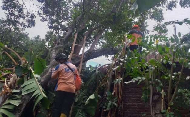 Personil BPBD Situbondo memotong dan mengevakuasi pohon tumbang menimpa atap rumah warga di Kecamatan Mangaran dan Panji. (foto: BPBD Situbondo)