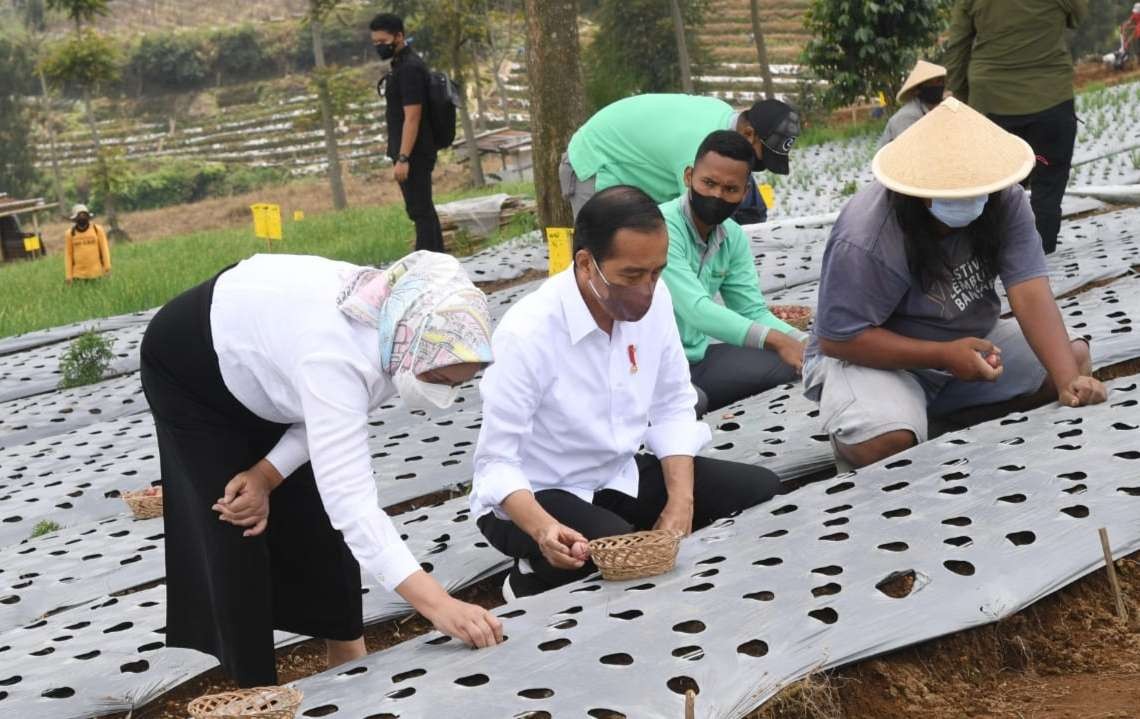 Presiden Joko Widodo dengan Ibu Negara Iriana menanam bawang bersama petani Temanggung Jawa Tengah.  (Foto: Setpres)