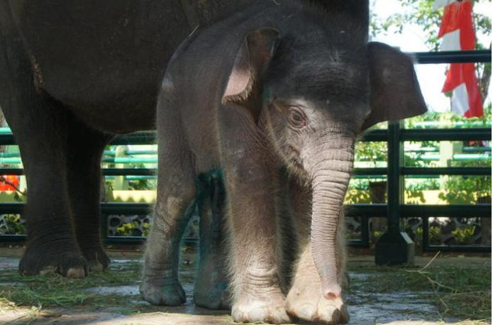 Kebun Binatang Surabaya (KBS) kehilangan satu koleksinya. Anak gajah bernama Dumbo, 2,6 tahun dikabarkan mati. (Foto: dtk)