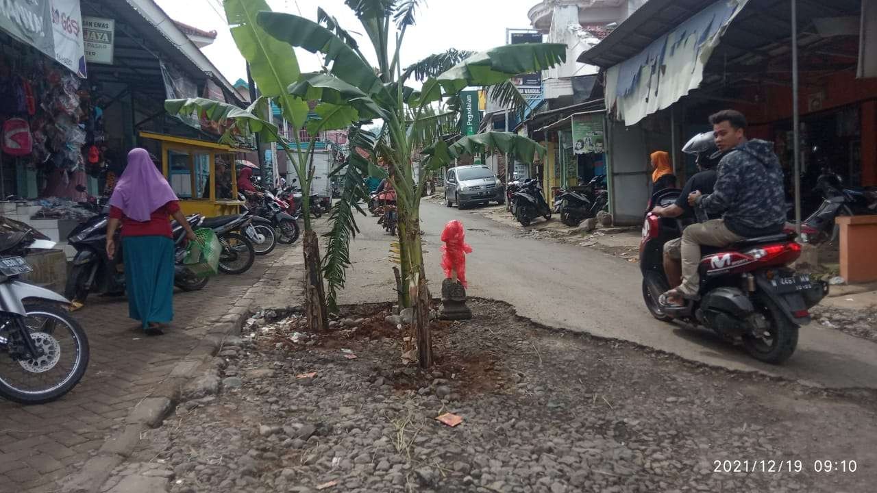 Jalan rusak di Desa Wangkal, Kabupaten Probolinggo ditanami batang pisang. (Foto: Ikhsan Mahmudi/Ngopibareng.id)