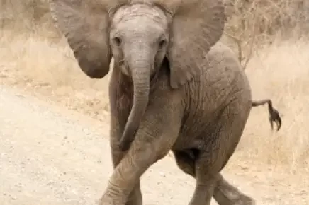 Dumbo, anak gajah di KBS Mati. (Foto: ilustrasi/unsplash)