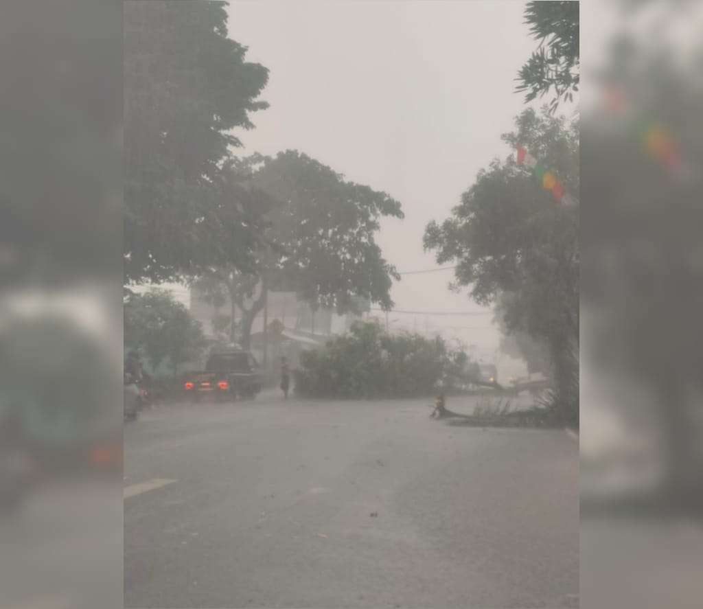 Salah satu pohon tumbang di Kota Pasuruan akibat angin kencang dan hujan lebat. (Foto: Istimewa)