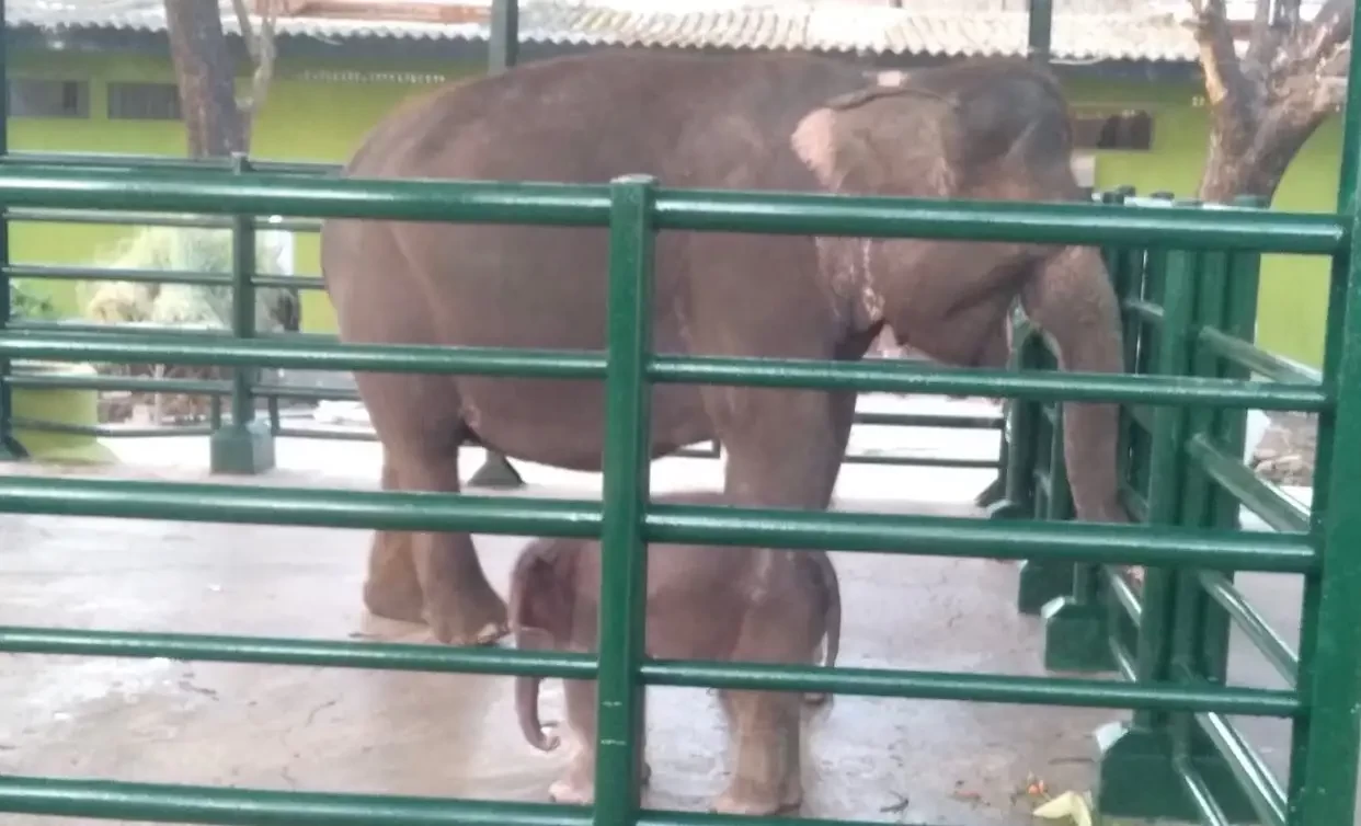Gajah bernama Dumbo saat bersama induknya di KBS. (Foto: Istimewa)