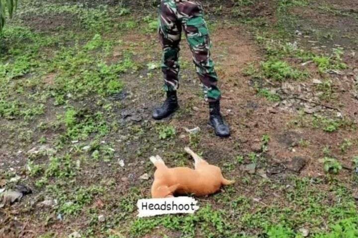 Animal Defenders Indonesia bereaksi atas temuan foto seseorang diduga menembak anjing. (Foto: Istimewa)