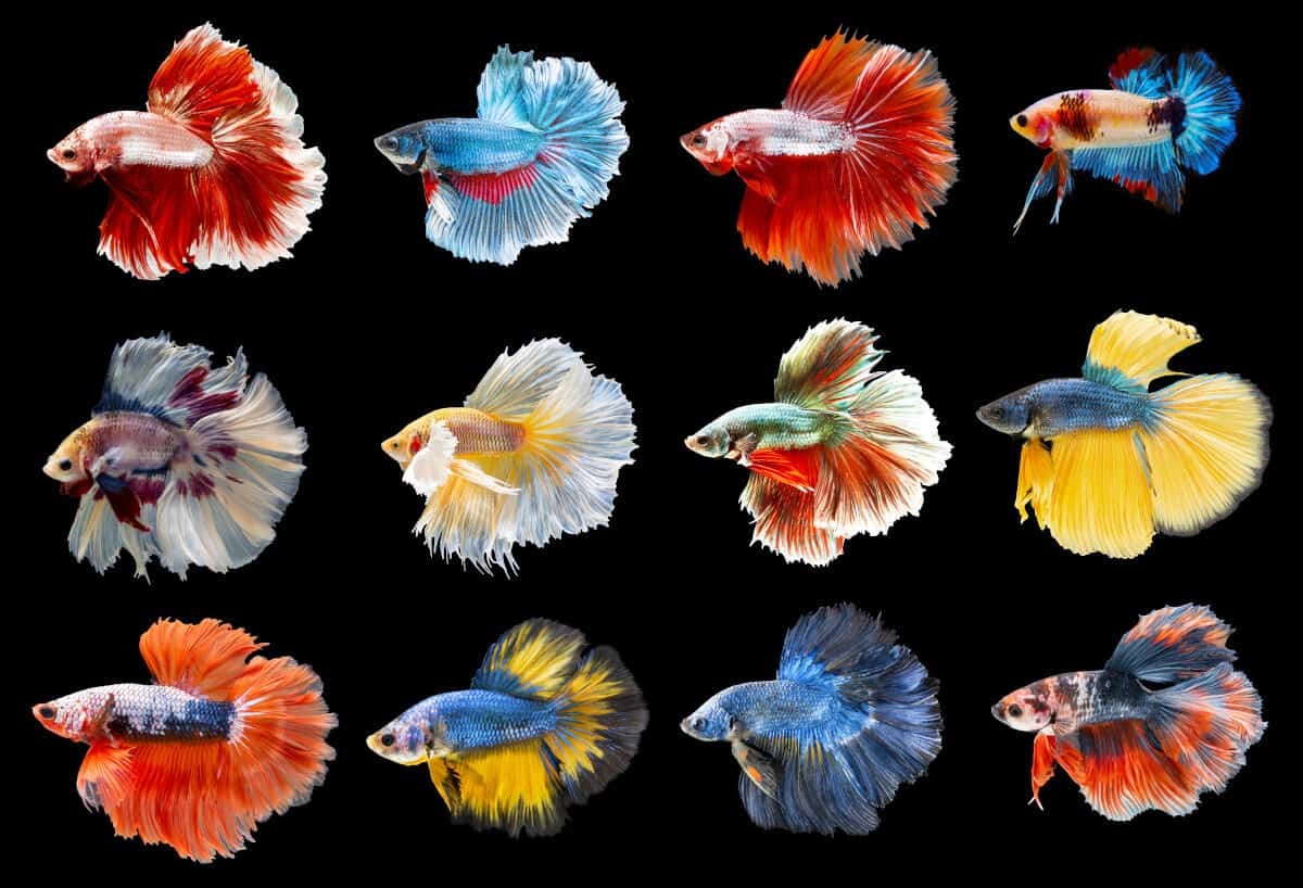 Ilustrasi ikan cupang memiliki jenis beragam dan warna-warni. (Foto: Istimewa)