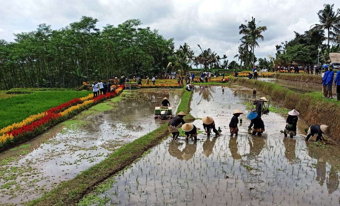 Petani sedang menanam padi di area persawahan Desa Banjar Kecamatan Licin, Banyuwangi (foto:Muh Hujaini/Ngopibareng.id)