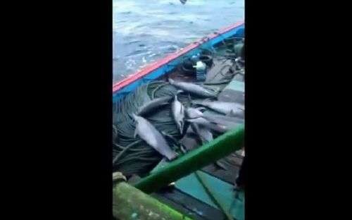 Lumba-lumba yang ditangkap selanan di Pacitan berhasil diamankan. (Foto: Ant)