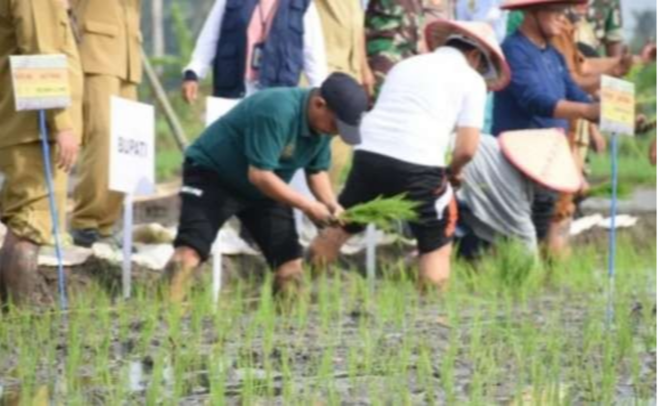 Bupati Karna Suswandi bersama petugas BBPP Subang Jawa Barat uji coba tanam galur padi untuk menciptakan padi varietas unggul baru. (Foto: Dok Dinas Pertanian Situbondo)
