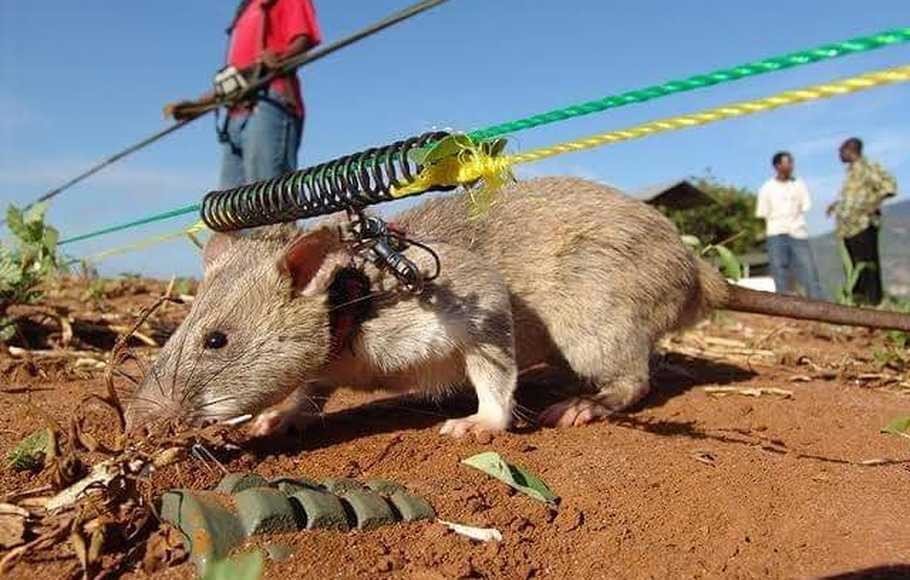 Magawa, seekor tikus yang dianugerahi medali emas untuk kepahlawanan karena membersihkan ranjau darat mematikan di pedesaan Kamboja. (Foto: Twitter.com)
