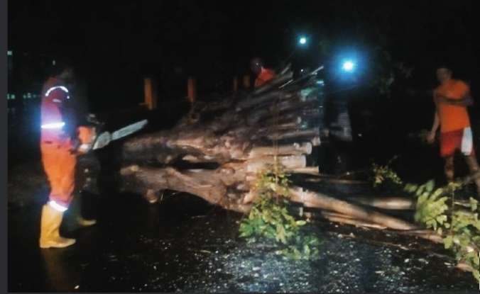 BPBD Situbondo mengevakuasi pohon tumbang yang menutupi arus jalur pantura. (Foto: Guido/Ngopibareng.id)