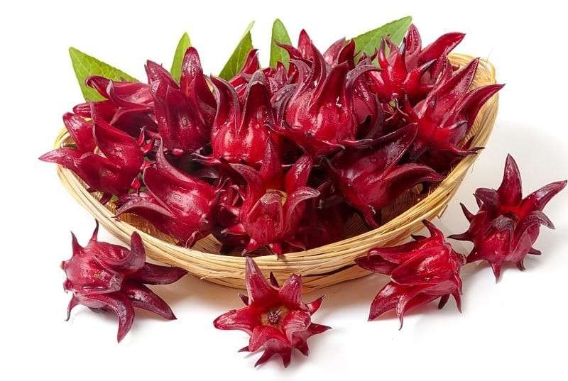 Ilustrasi bunga rosela yang berwarna merah dan bisa diolah menjadi minuman yang menyehatkan. (Foto: Istimewa)