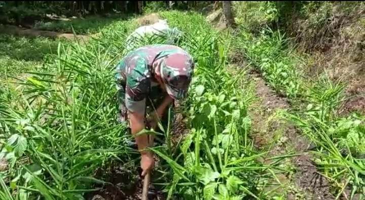 Anggota Posramil Licin membersihkan kebun percontohan tanaman jahe dari tanaman liar (foto:istimewa)