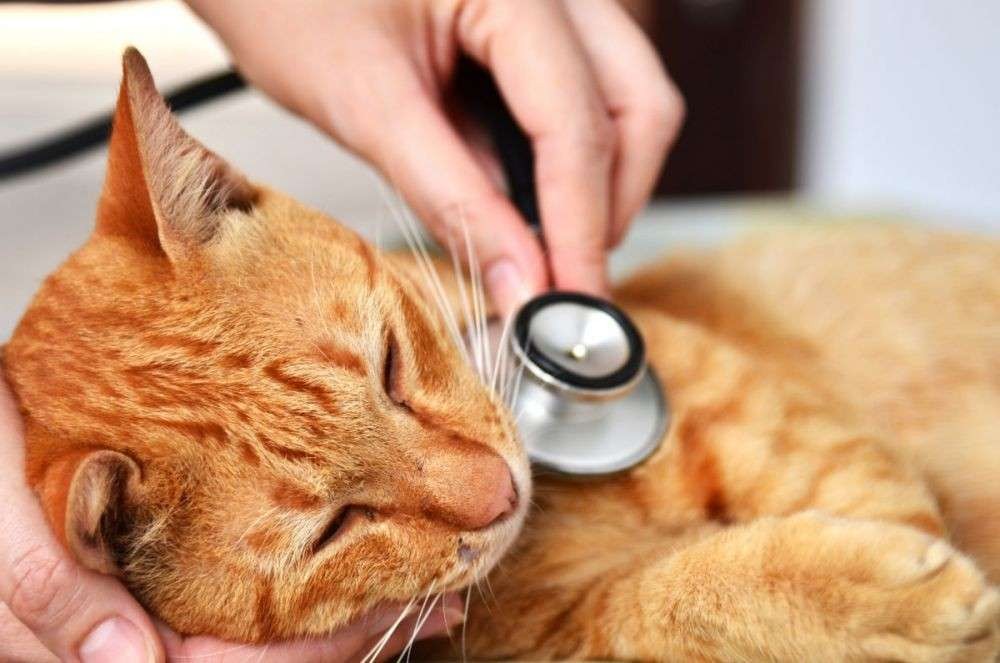 Ilustrasi waspadai beberapa penyakit yang dapat menjangkit kucing kesayangan Anda. (Foto: Istimewa)